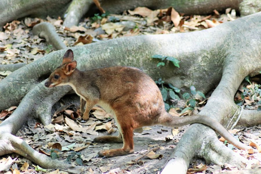 Wild red-legged pademelon crouched between large roots of fig tree