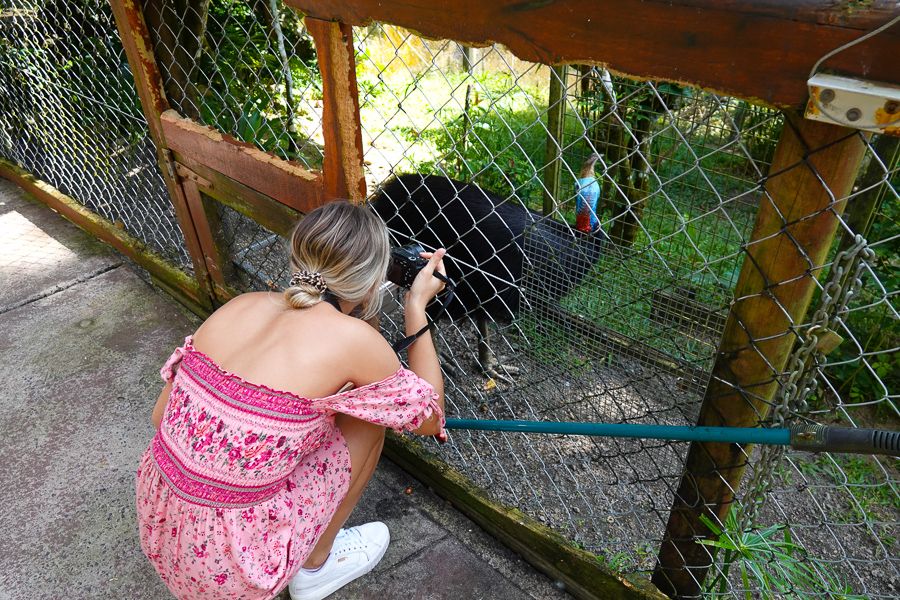 Girl looking at cassowary in fenced enclosure