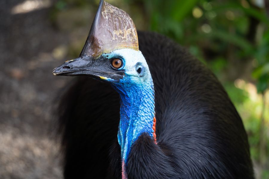 Picture of a cassowary bird