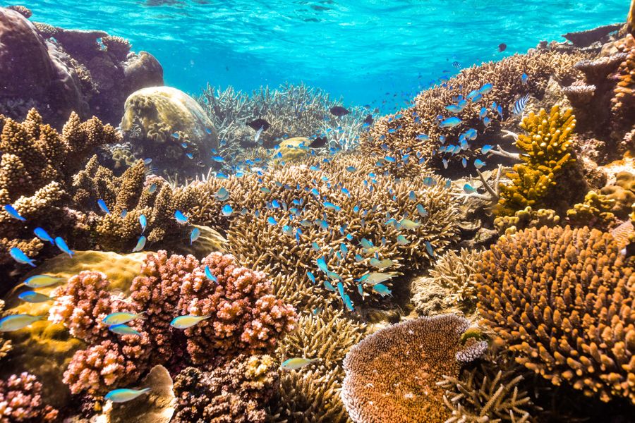 Blue reef fish amongst colourful corals on the Great Barrier Reef