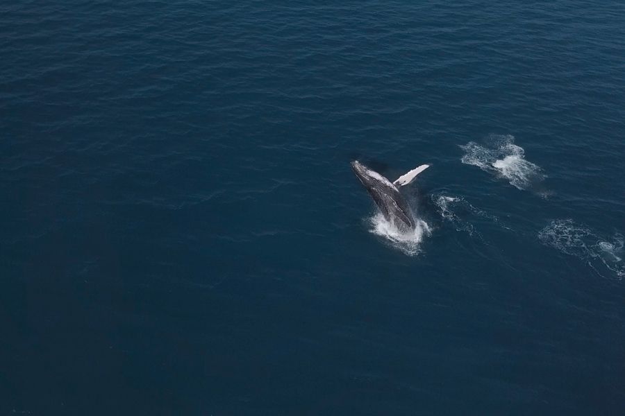 whale breaching in ocean