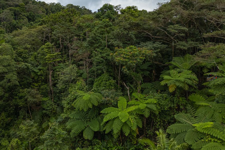 daintree rainforest greenery in queensland