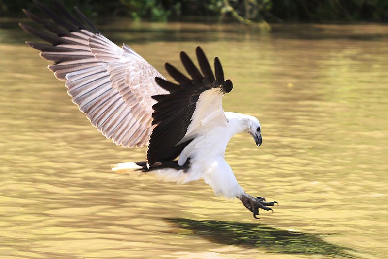 sea eagle, whitsundays