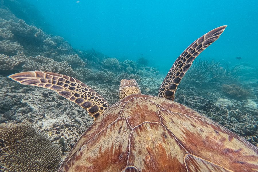 turtle in the ocean