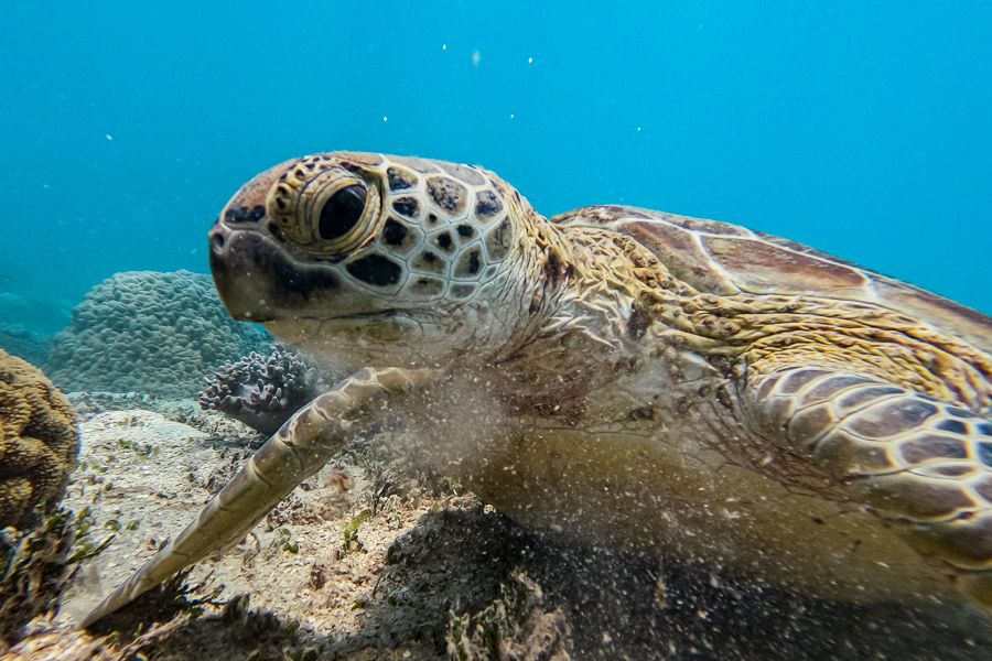 Coral Reef Baby Turtles