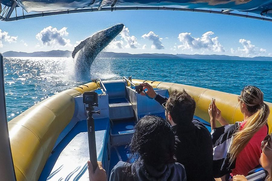 whale breaching in front of a boat tour