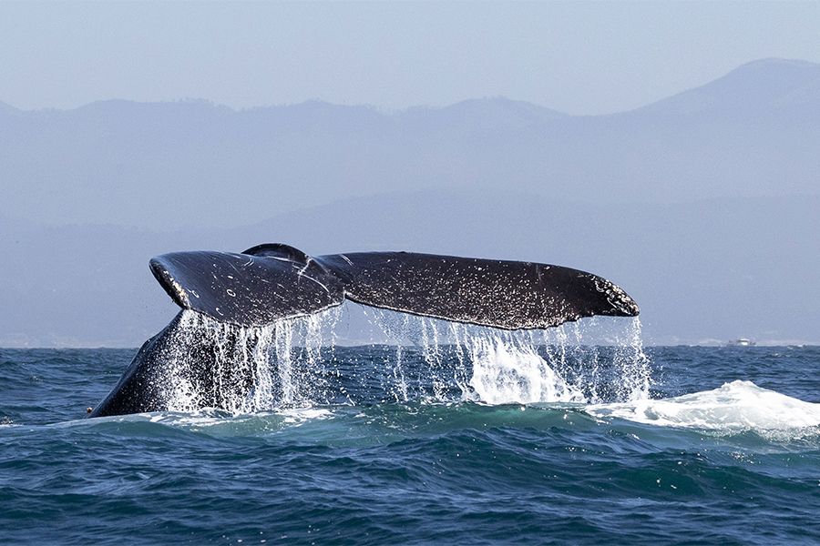 whale tail flipping out of the ocean