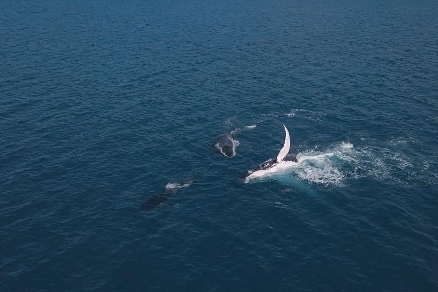 aerial view of whales in the ocean