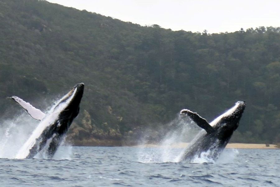 two whales breaching