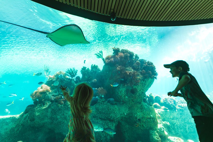 kids looking at aquarium