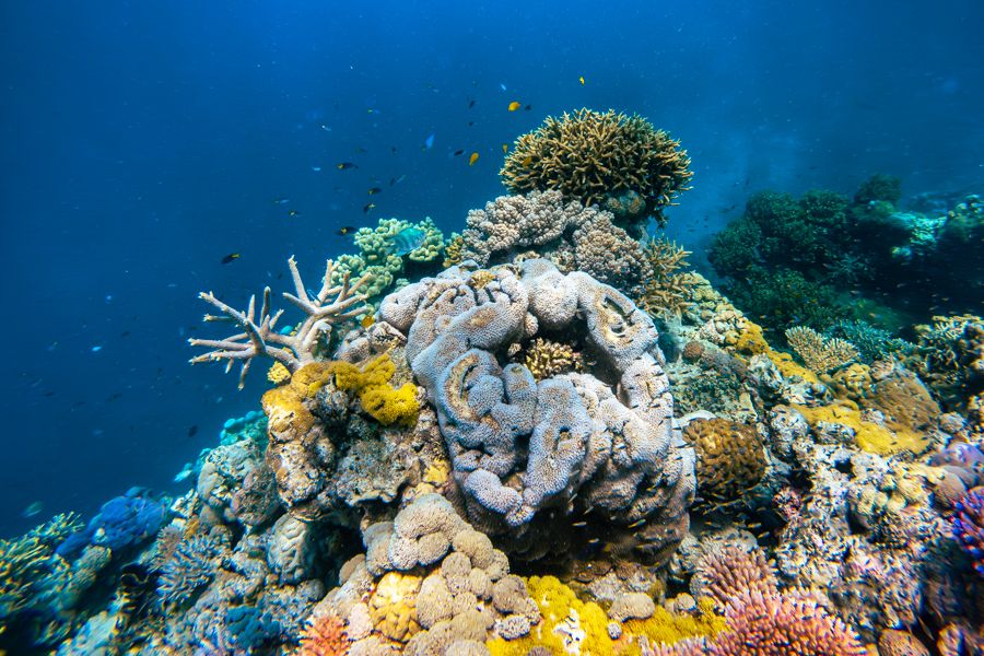 Great Barrier Reef, outside the Whitsundays view of underwater great barrier reef corals and fish