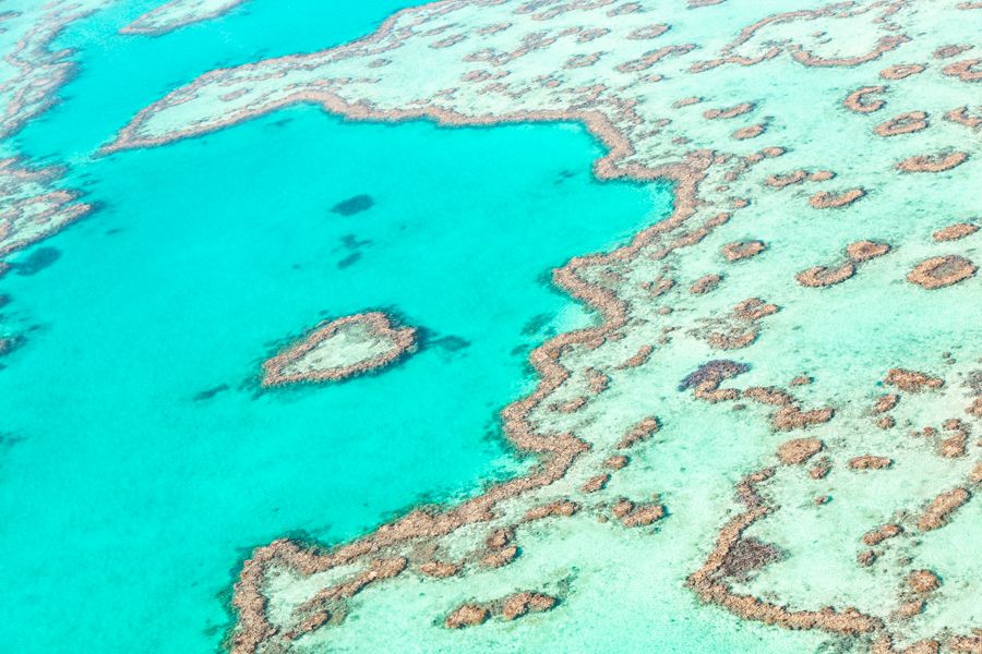 aerial view of the heart reef from above in the Whitsundays