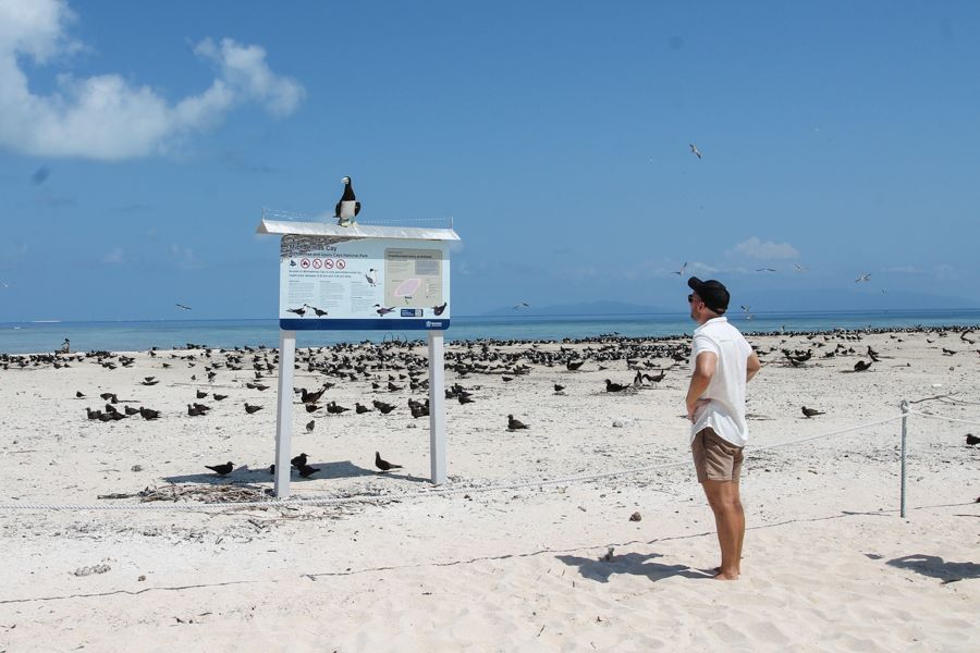 Man standing amid flock of seabirds on Michaelmas Cay