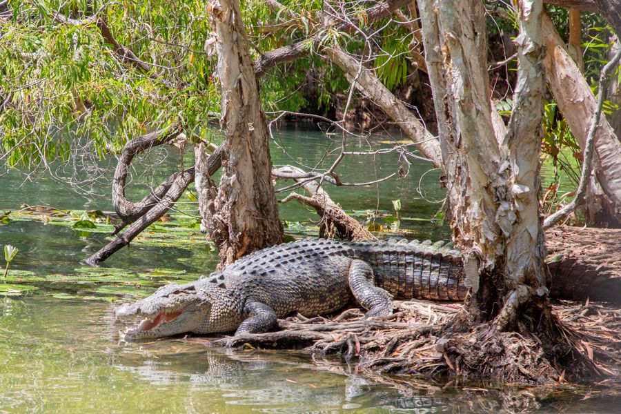 crocodile on a river bank