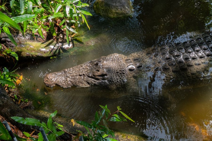 crocodile in murky water