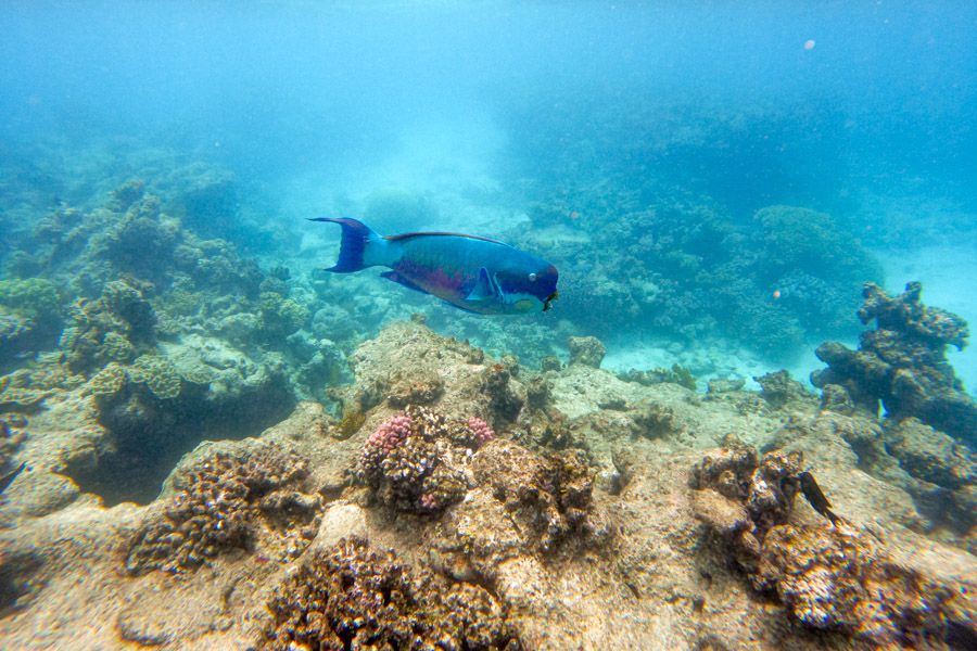 Parrotfish