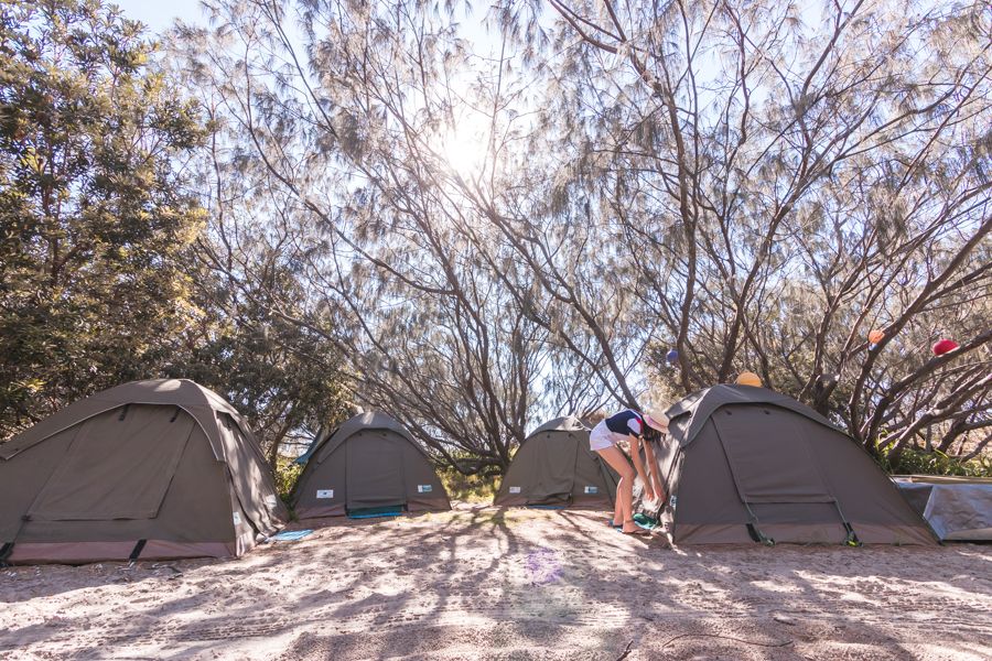 campsite with tents near the forest on K'gari