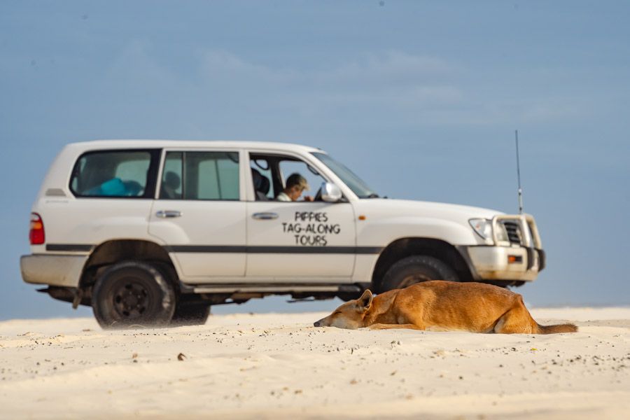 4wd next to dingo