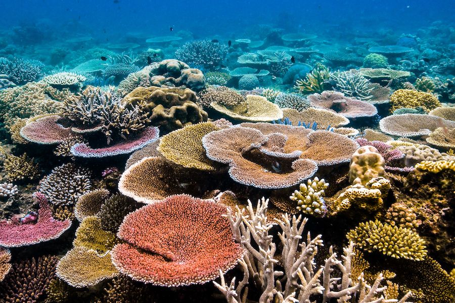 Underwater image of the great barrier reef