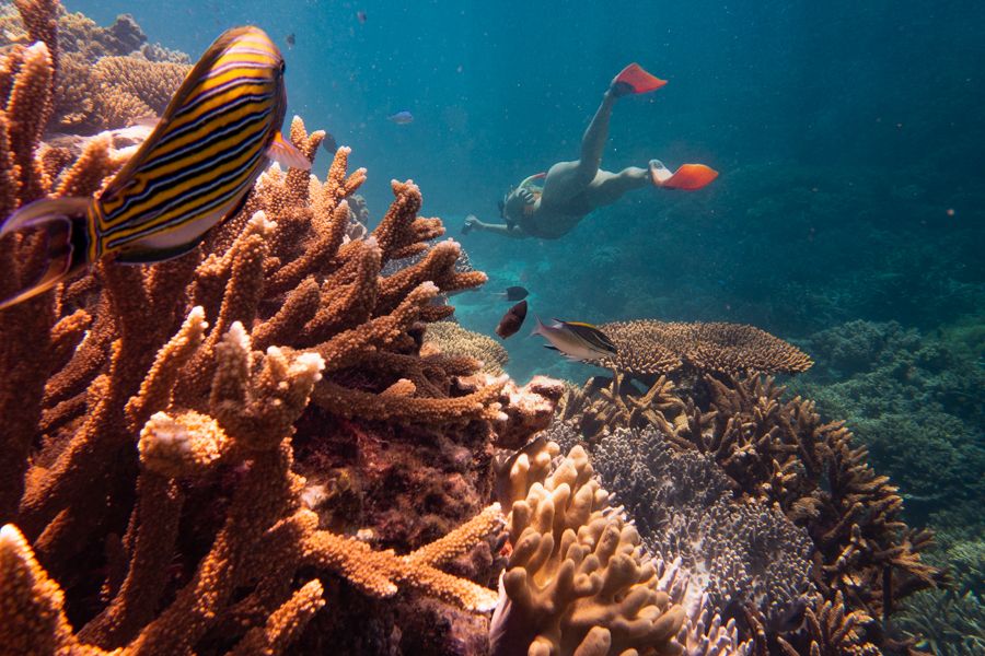 woman snorkelling through coral reefs in the great barrier reef