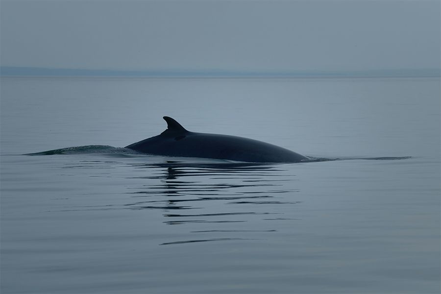minke whale fin popping above the ocean waters