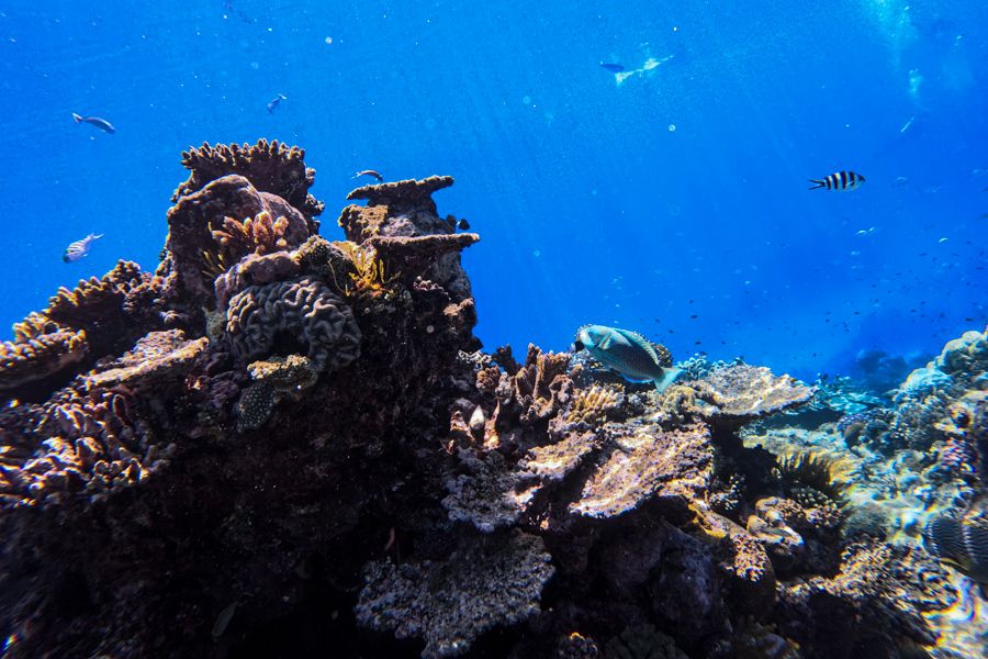 corals on the great barrier reef underwater