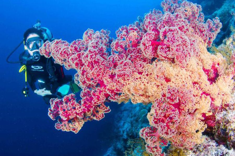 person diving with coral