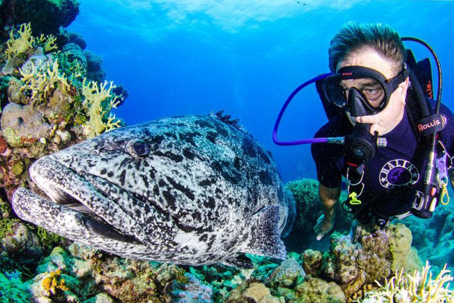 scuba with fish