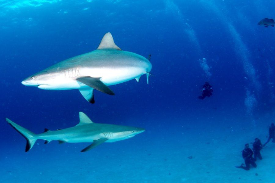 diving with sharks