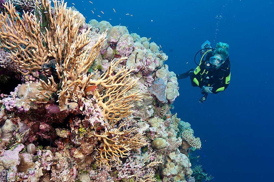 diving with coral