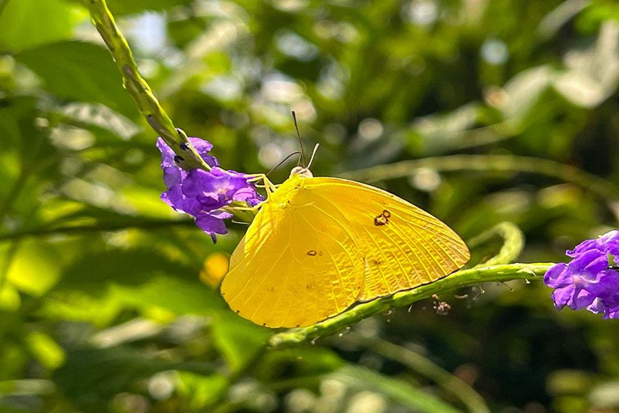 yellow butterfly in the tropical rainforest near cairns