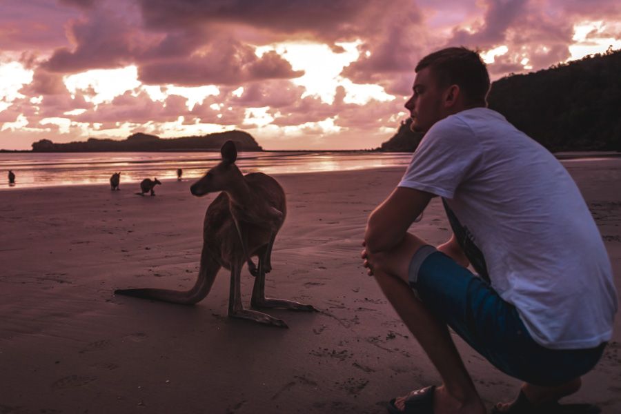 Kangaroos at Sunrise