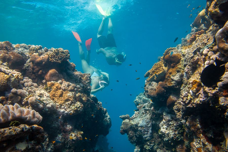 people snorkelling in the great barrier reef