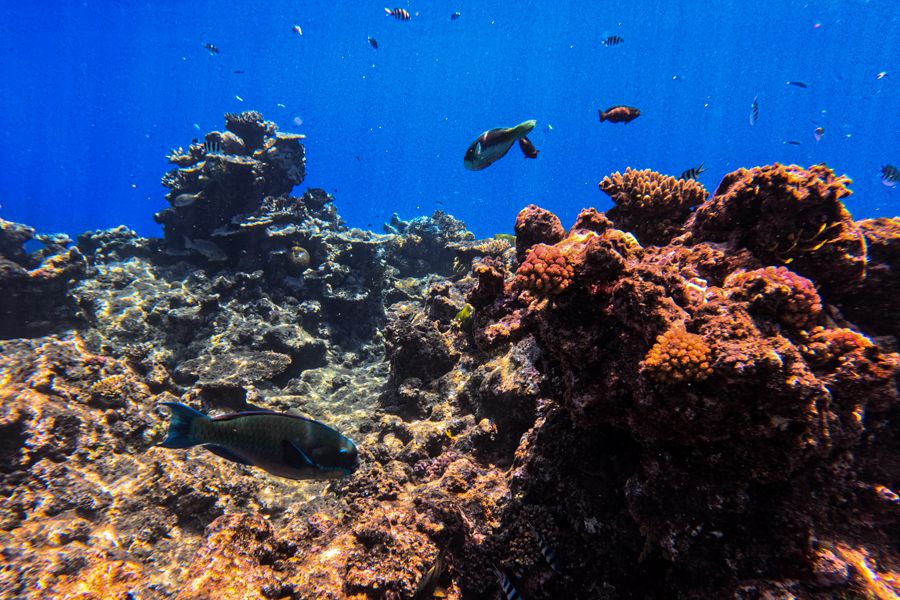 coral reefs underwater on the great barrier reef