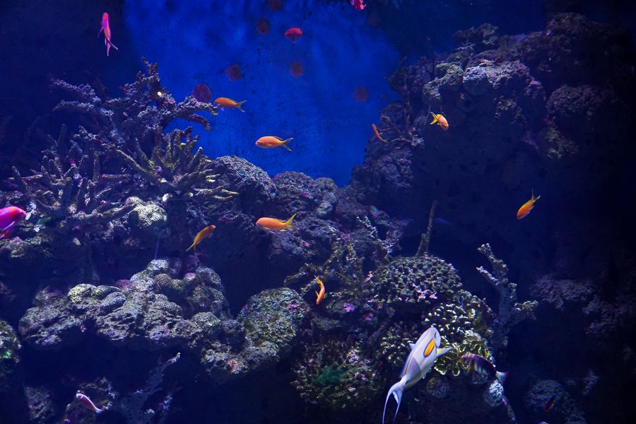 Cairns Aquarium 