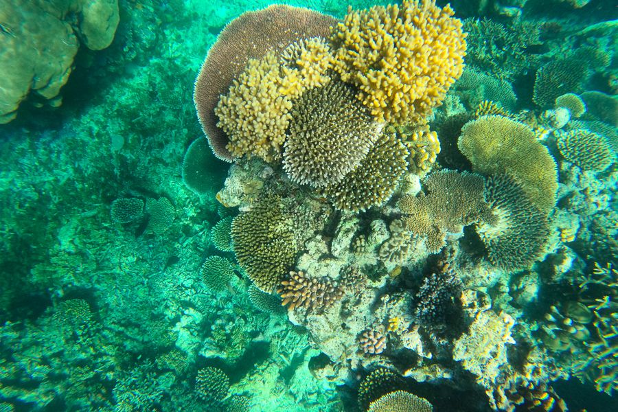 Bird's eye of coral cluster