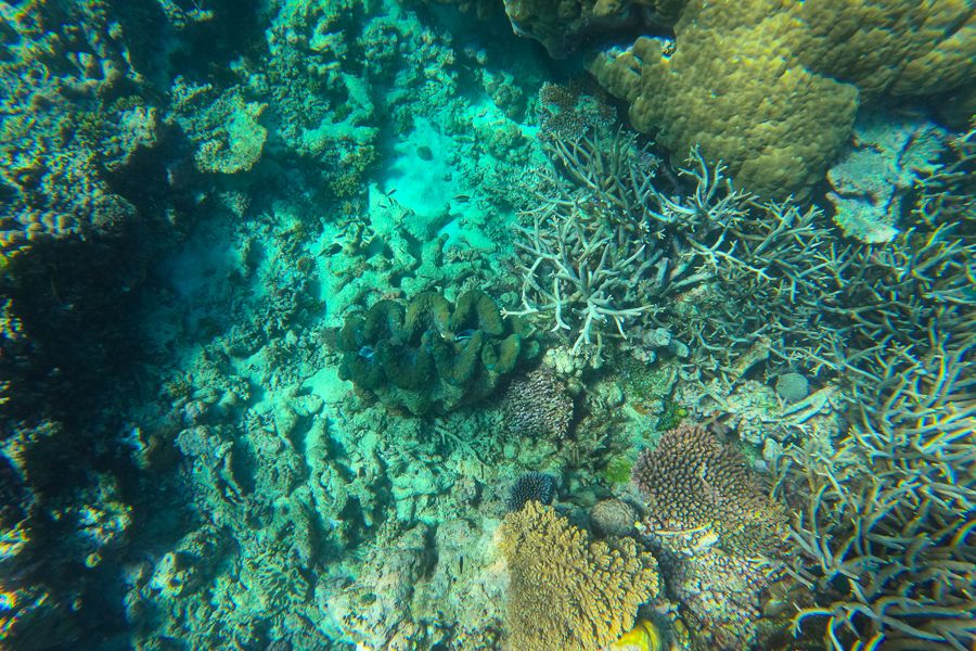 Longshot of coral garden