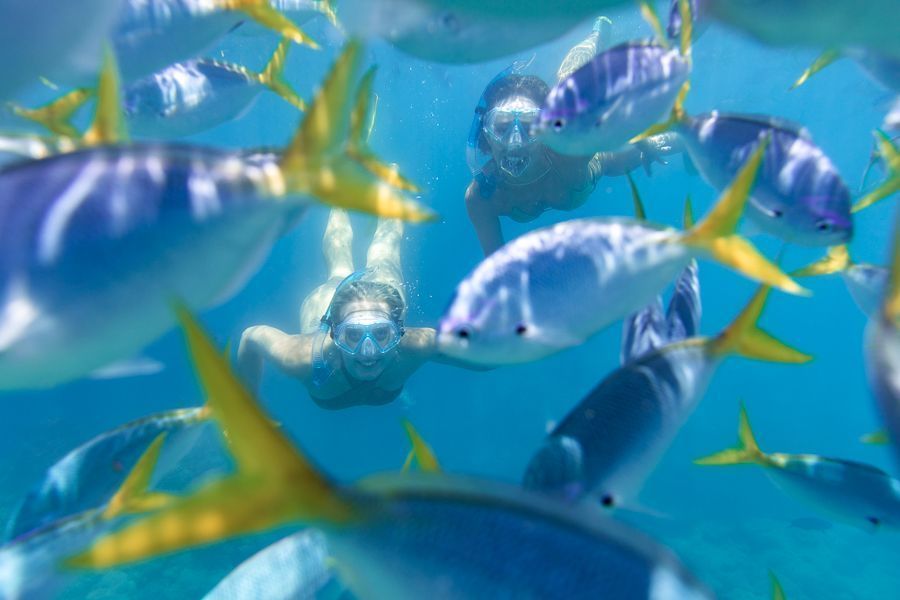Snorkel Great Barrier Reef Tour snorkellers with fish on the great barrier reef