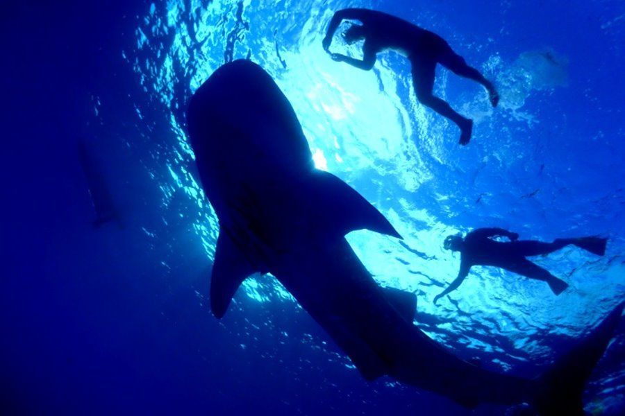 Divers swimming with sharks on Rum Runner