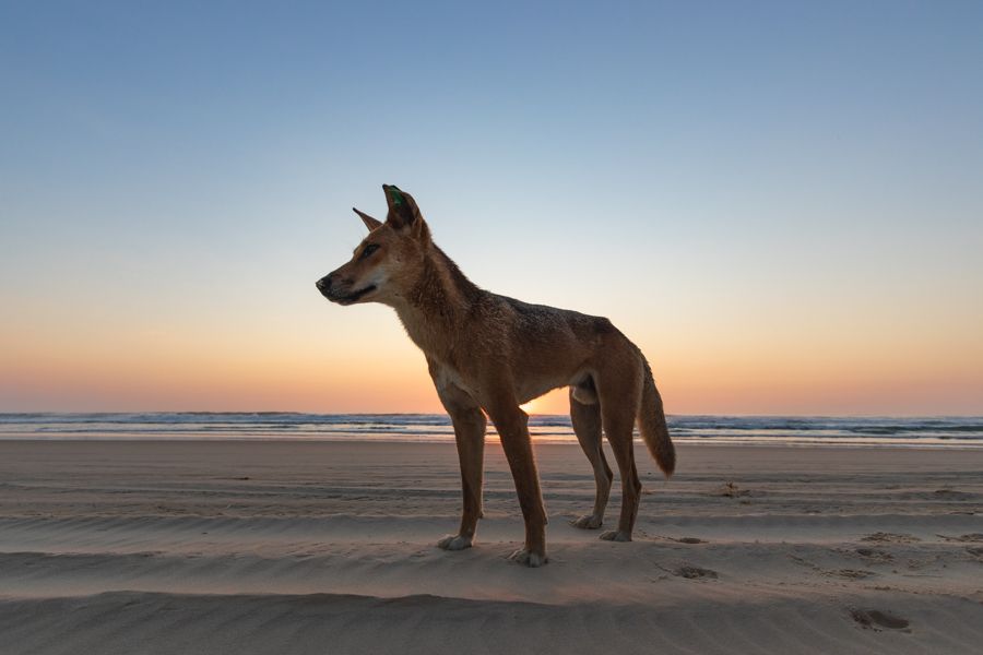 Wild Dingo walking on the beach at sunrise on k'gari