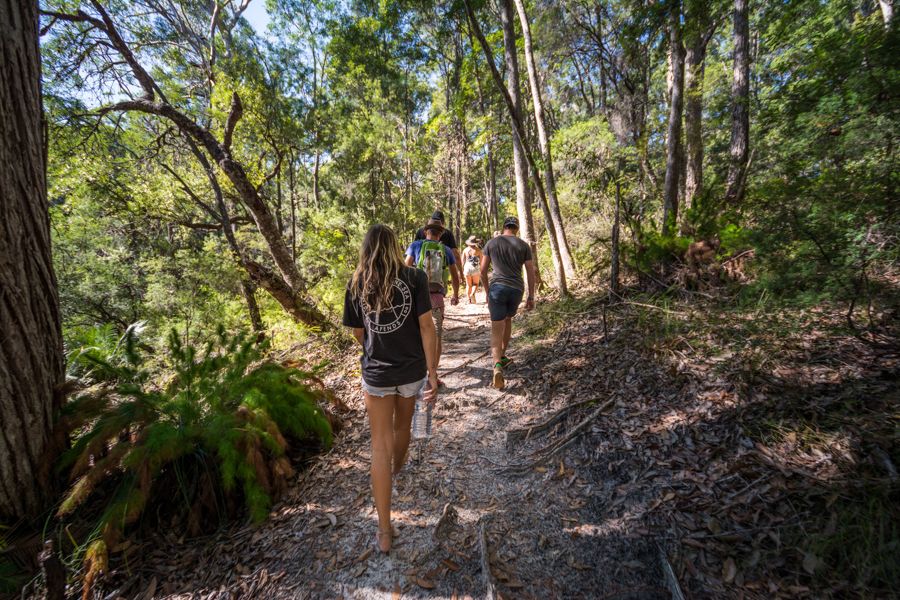 people walking through lush green rainforest