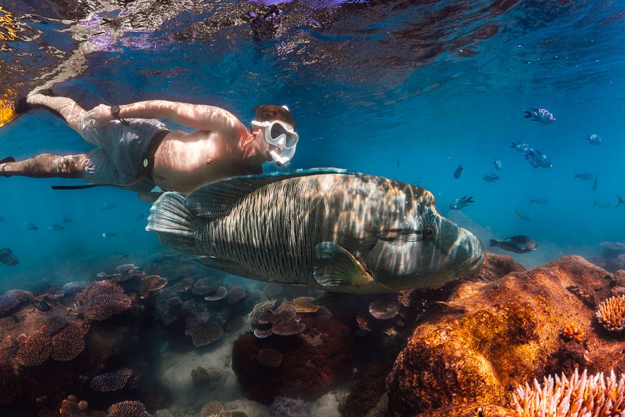 A man snorkelling underwater amongst coral reef