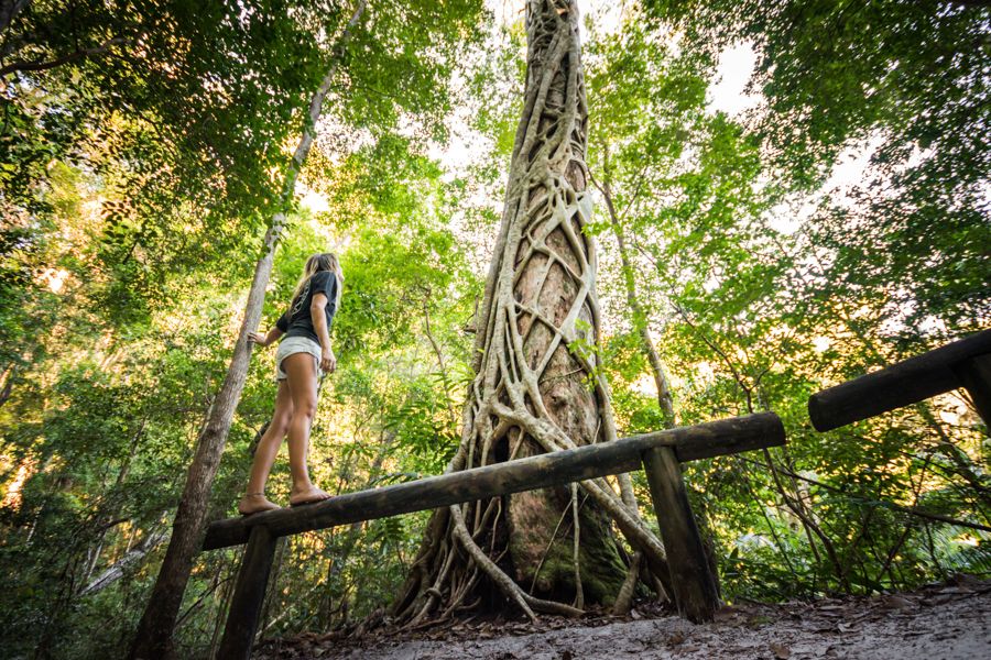 Girl looking up at tree in the dense Kgari rainforest