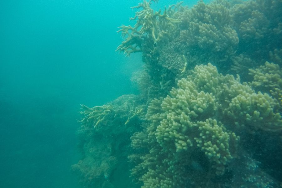 Coral structure in medium visibility