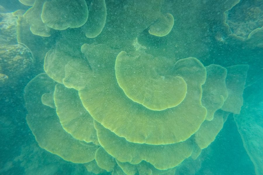 What Causes Coral Bleaching? - Sailing Whitsundays