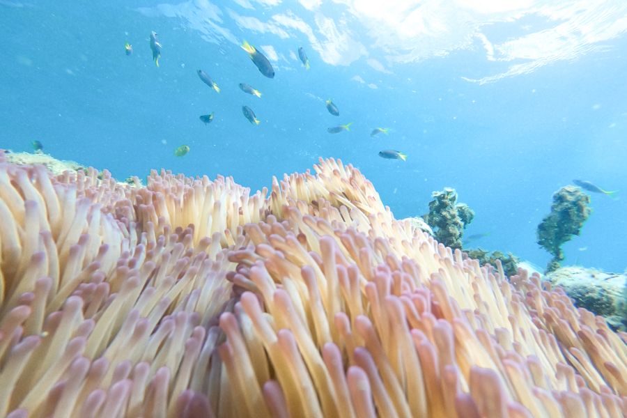 Anemone swaying in gentle current