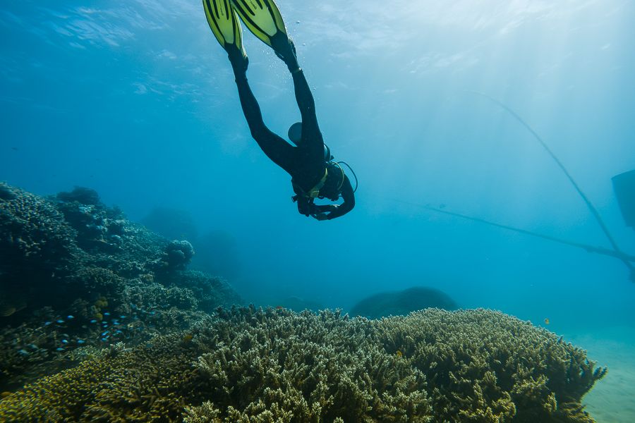 A scuba diver in the Great Barrier Reef