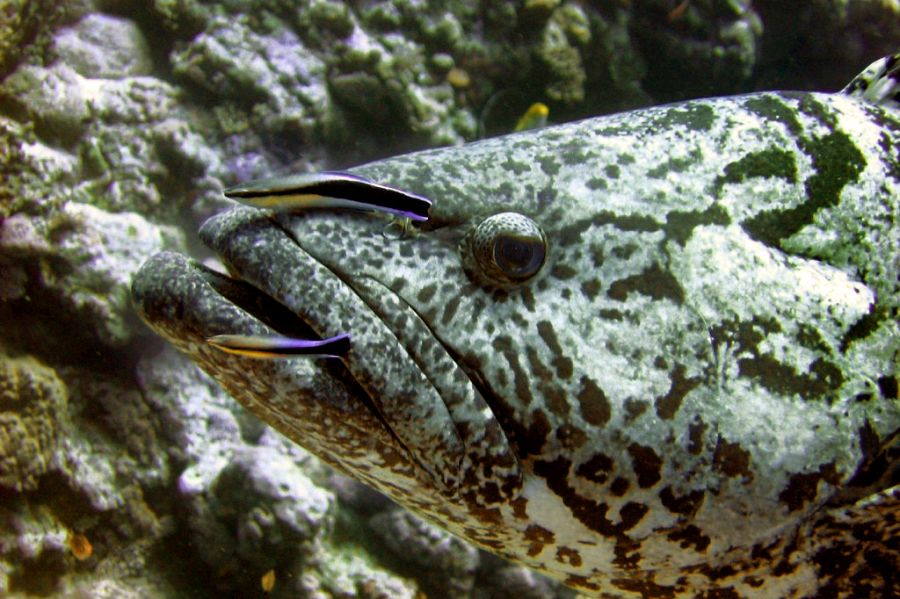 Close up of giant potato cod and cleaning fish