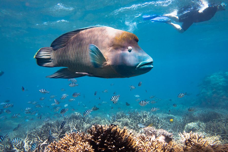 Big fish swimming over corals with snorkeller