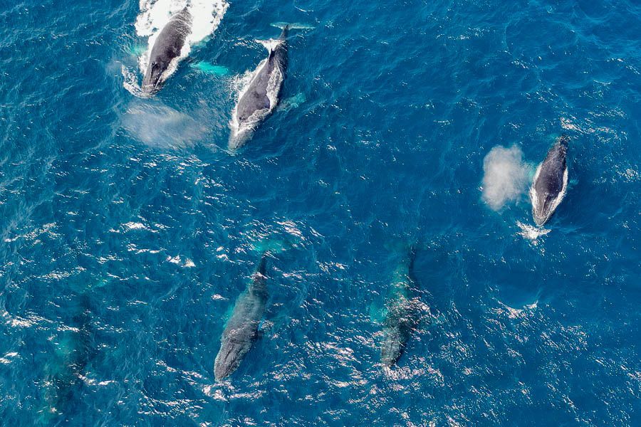 Dwarf minkes whales playing on surface of water